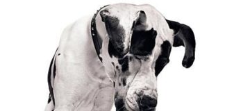 CONTENZIOSO P.A.? ORA SI MEDIA!