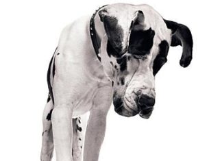 CONTENZIOSO P.A.? ORA SI MEDIA!