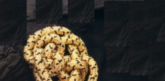 Vantaggi procedurali della mediazione