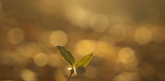 Riconoscimento e riconfigurazione della dinamica conflittuale