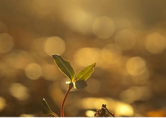 Riconoscimento e riconfigurazione della dinamica conflittuale