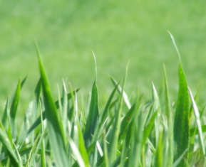 Mediazione delle controversie ambientali: prime considerazioni sull’esperienza CAM