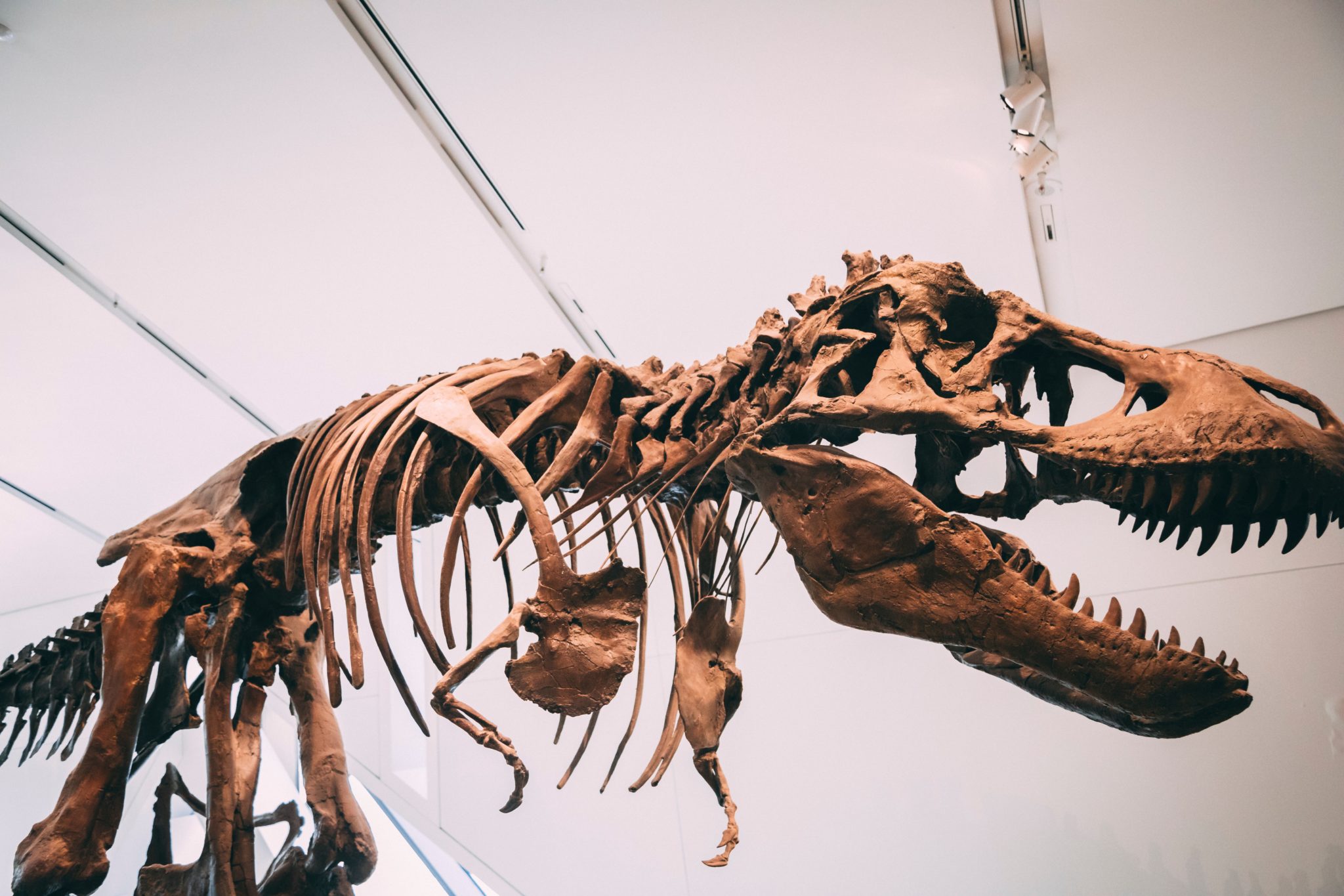 Скелет тираннозавра в музее