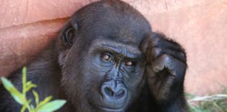 Il sangue dei mediatori