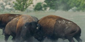 Negoziazione assistita e mediazione: complementari e sussidiarie, non alternative