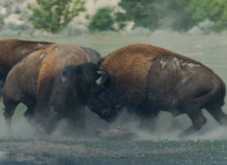 Negoziazione assistita e mediazione: complementari e sussidiarie, non alternative