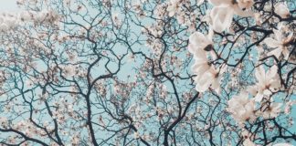 Primavera di mediazione