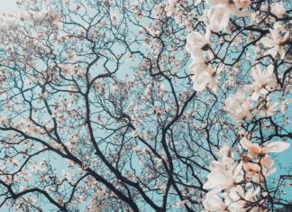 Primavera di mediazione