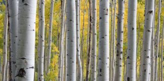 UN CASO CONCRETO PER PARLARE DI MEDIAZIONE AMBIENTALE