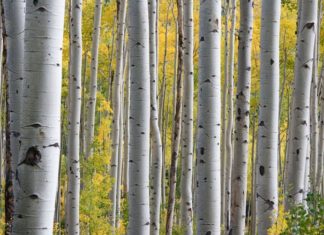 UN CASO CONCRETO PER PARLARE DI MEDIAZIONE AMBIENTALE