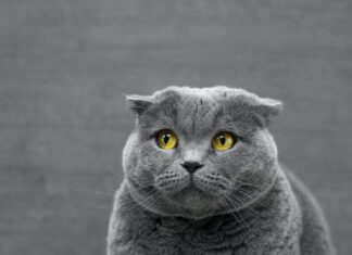 L’illusione della neutralità