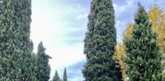 Mediazione ambientale: un caso pratico