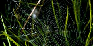 La negoziazione in mediazione: le trappole cognitive