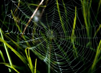 La negoziazione in mediazione: le trappole cognitive