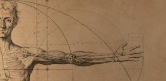 Anatomia del mediatore