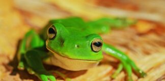 La rana bollita (e il mediatore inconsapevole)