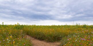 Il verbale di mancato accordo: un possibile strumento per lo sblocco negoziale Il verbale di mancato accordo